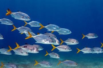 School of fish in Chankanaab waters
