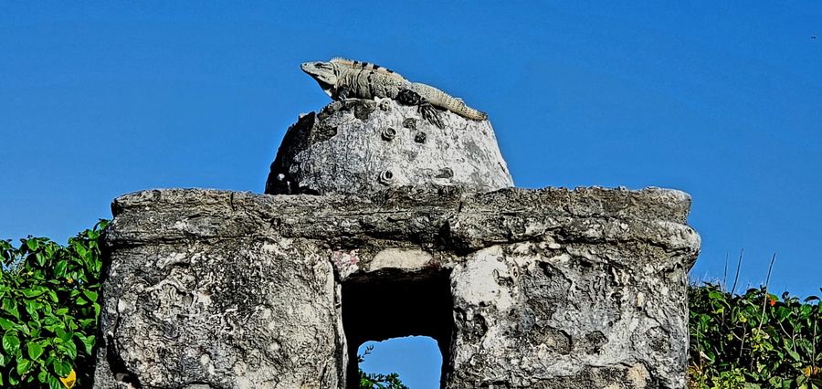 Detalle de El Caracol: caracoles y coral incrustados en la piedra caliza, con una iguana sobre la cúpula