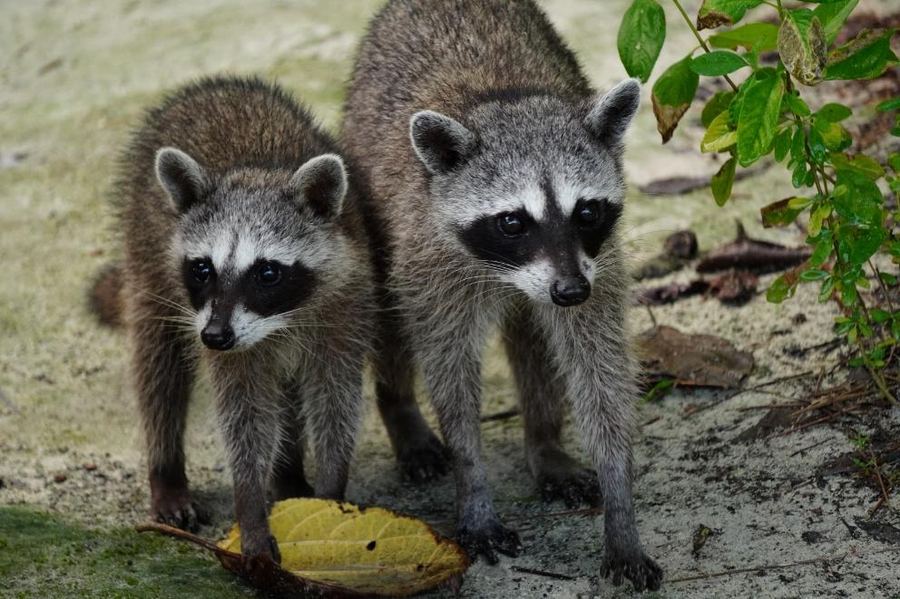 Dos mapaches en Punta Sur